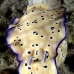 nudibranch_sb_gld_v_0072_kom1689.jpg